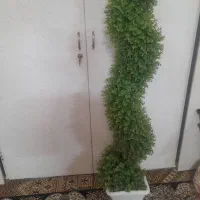 درختچه تمیز درحدنو