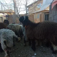 بره قوچ بزری گوش دولا سر کله دار