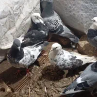 تکپر|پرنده|فاضل آباد, |دیوار