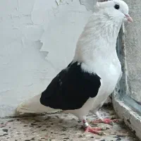 کبوتر پشت سیاه زیبا