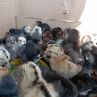 جوجه محلی اصل سرحال،گلین ،ریشی وطوسی|حیوانات مزرعه|برازجان, |دیوار