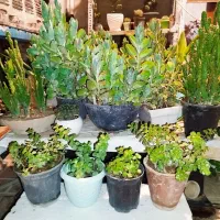 گلهای خانگی|گل و گیاه طبیعی|شیراز, گلکوب|دیوار