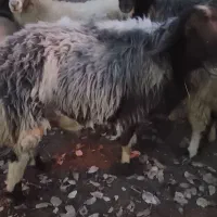 قوچ گله|حیوانات مزرعه|مارگون, |دیوار