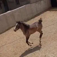 اسب کره نریان