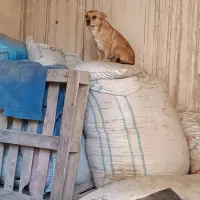 یک عدد سگ پا کوتاه|سگ|صباشهر, |دیوار