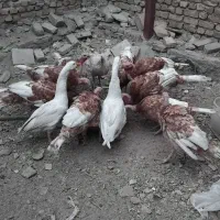 حیوانات|حیوانات مزرعه|بروجرد, |دیوار