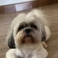 واگذاری نژاد شیتزو مالتیز