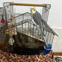 عروس هلندی و گرینچیک  به علت کمبود جا