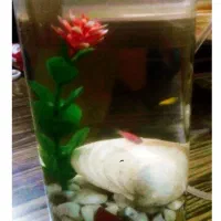 یک تنگه زینتی با سه تا زبرا