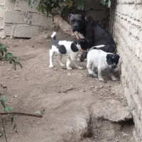 واگذاری آلابای نر و ماده|سگ|گنبد کاووس, |دیوار