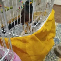 جوجه مینا تاج دار طلایی شهریار|پرنده|شهریار, اسکمان|دیوار