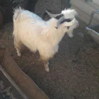 بزغاله نر|حیوانات مزرعه|قائن, |دیوار