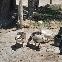 سه‌عدد‌‌‌‌غاز‌‌‌‌ماده