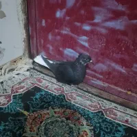 ماده زاغ دم سفید|پرنده|بروجرد, |دیوار