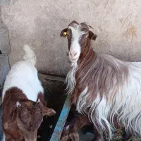 بز و بزقاله