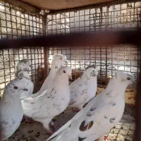 تعدادی کبوتر کله ای زاغ سفید سرور|پرنده|بافت, |دیوار