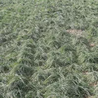 معاوضه-با-خودرو-زمین-باغی-1000متر-گوارشک