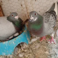 پلاکی جفت