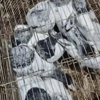 فروش چند عددکبوتر شیخی