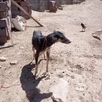 تازی ماده