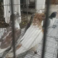 کبوتر|پرنده|جهرم, |دیوار