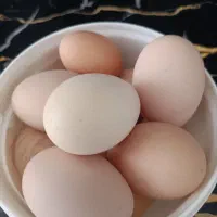 تخم مرغ برهما لایت و بلو لایت ارجینال