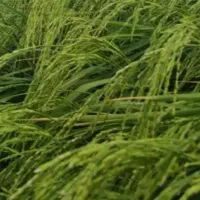بزر ندا وفجر کماسی