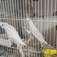 عروس هلندی وگر ینچیک