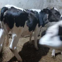 گوساله ماده