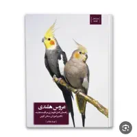 عروس هلندی گم شده