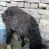 بره شیری ماده|حیوانات مزرعه|دهق, |دیوار