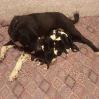 قهدریجانی|سگ|پاکدشت, خاتون آباد|دیوار