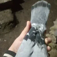 دوعدد کفتر نر دونه ای 200تومن|پرنده|ماسال, |دیوار