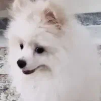 سگ پامر پوزه روباهی