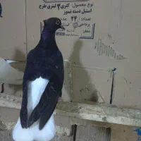 زاغ دمسفید ، سرخ دمسفید