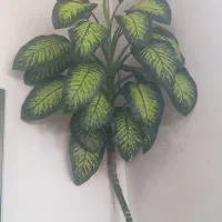 گل دفین باخیا 2 مترو ۴۰