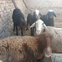 گوسفند|حیوانات مزرعه|هلالی, |دیوار