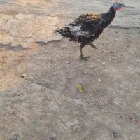 یک جفت بوقلمون|حیوانات مزرعه|تهران, مشیریه|دیوار