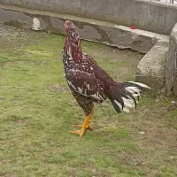 خروس لاری اصیل