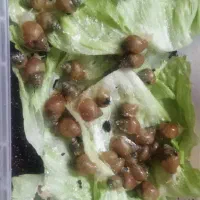 حراج حلزون اچاتینا سفید|خزنده|اصفهان, باغ دریاچه|دیوار