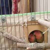 کوتوله برزیلی|پرنده|شیراز, کوشک میدان|دیوار