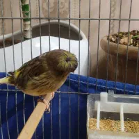 فروش قناری گلاستر ارجینال