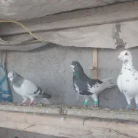 کبوتر|پرنده|مرودشت, ولایت|دیوار