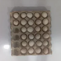 تخم‌مرغ گلین نطفه دار اصل به شرط عالی تازه