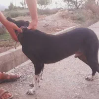 توله سگ دنبالانی حرفی واکسن خورده|سگ|گلی داغ, |دیوار