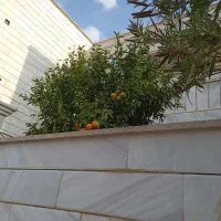 کاه خرمنکوب.شلیف ۵۰۰