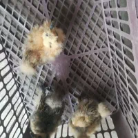 ابریشمی کوپال اصیل وارداتی