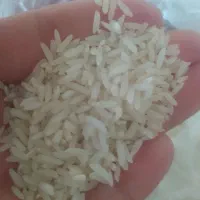 برنج طارم محلی فریدونکنار درجه ۱ ارگانیک|خوردنی و آشامیدنی|فریدون‌کنار, |دیوار