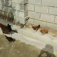 مرغ محلی همراه با جوجه