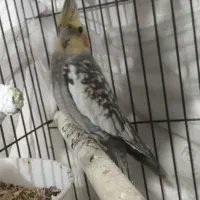 یک جفت عروس هلندی بالغ